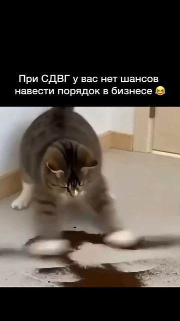 Непослушный кот.