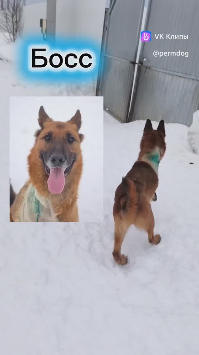 Необычный пёс БОСС!