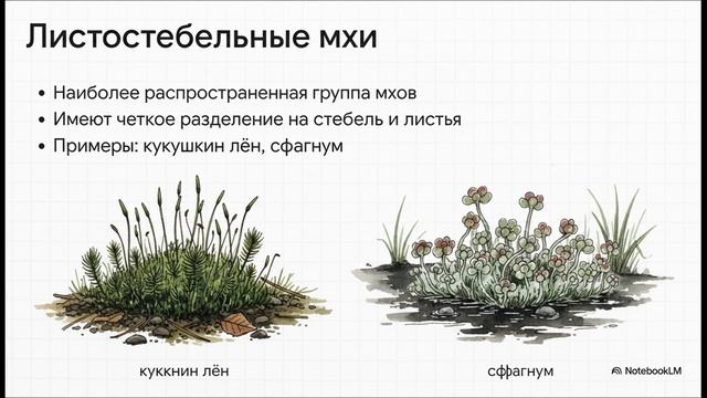 Биология 7 класс параграф 6 ОТДЕЛ МОХОВИДНЫЕ