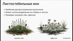 Биология 7 класс параграф 6 ОТДЕЛ МОХОВИДНЫЕ