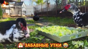 Забавные утки мускусные и пекинские на свободном выгуле со своими друзьями ч.(383) ❣️🤗😂
