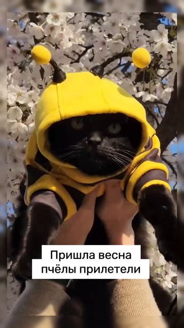 cat shorts shortvideo short video cat-shorts-shortvideo-short-video
