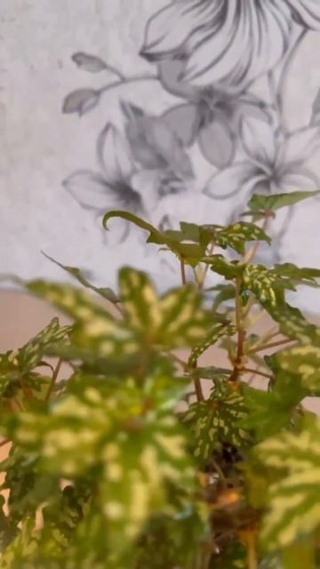 Звуки леса и танцующие листья бегонии Дрега