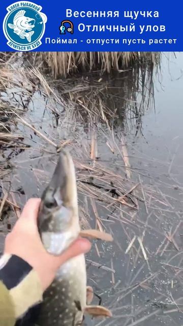 Весенняя щучка. Поймал - отпусти!