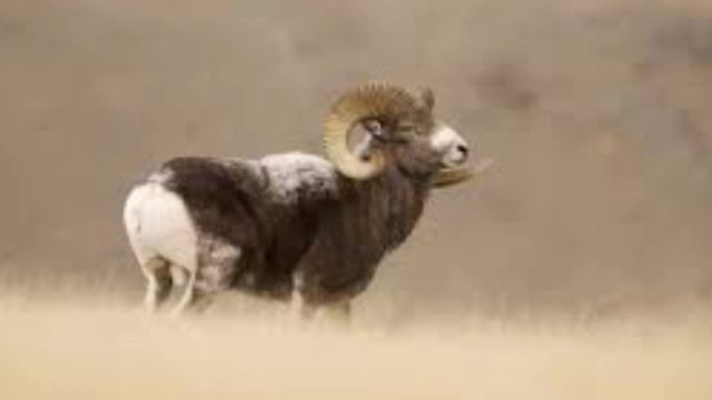 Обзор на монеты Казахстана .Животный мир