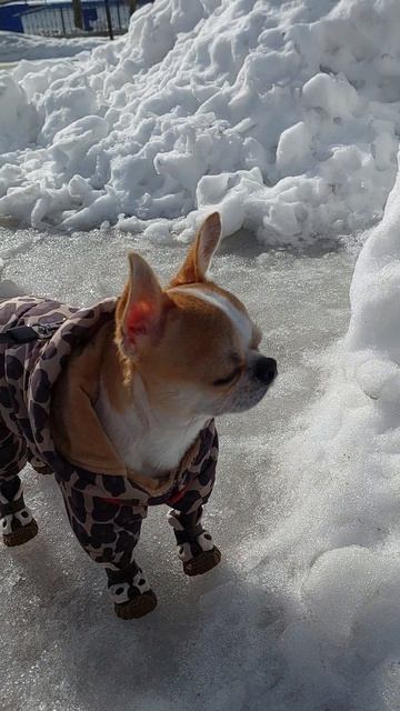 #ЧихуахуаРеди❤️МОДНЫЕ ПРИНТЫ