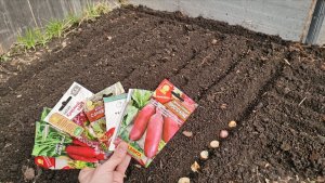 Новые посевы в теплице не смотря на заморозки! Омоложение куста смородины.