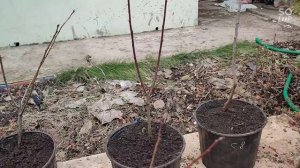 апрель месяц , время делать прививки плодовых деревьев