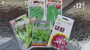 9 апреля 2026. 🌱🥬Посеяла шпинат, салат, редис, лук слизун