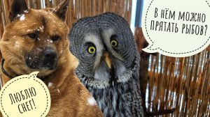 Пёс Кубик радуется снегу. Сова неясыть Кофи ведёт себя странно, а меня это тревожит