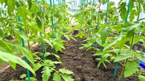 Оправдала ли себя ранняя пересадка томатов в летнюю теплицу? Подвожу итог