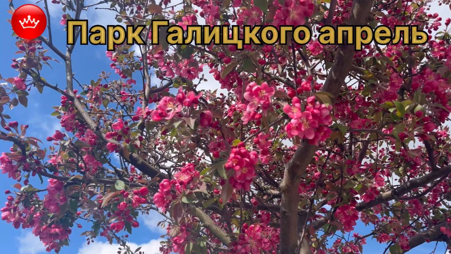😍🌸В парке Галицкого расцвела Яблоня замечательная Обзор апрель 2026.