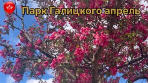 😍🌸В парке Галицкого расцвела Яблоня замечательная Обзор апрель 2026.