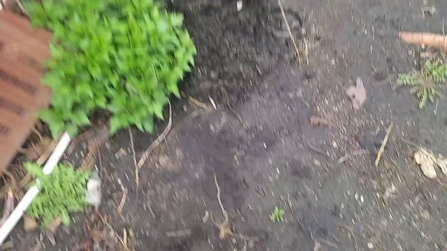 Заснула вновь, как покормила  ораву.