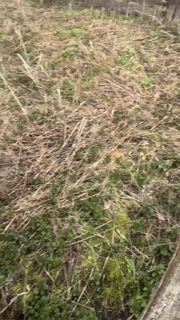 Рубрика : «Новости 🗞️ из курятника» #куры #несушки #крапива #на_селе #мой_будни