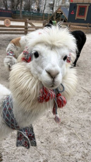 Адопт Ми. заходите ко мне на трансляцию