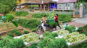 Сбор урожая овощей на ферме для продажи торговцам. Посадка новых культур в саду. Серия 84. Ли Фук Ви