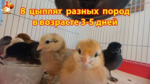 8 цыплят разных пород в возрасте 3-5 дней