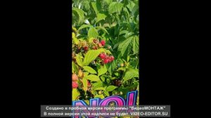 Кто сильней того и ягода