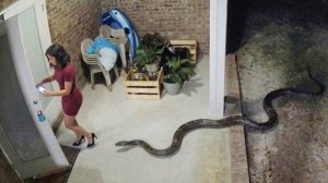 Природа разбушевалась, невероятные встречи с дикими животными.