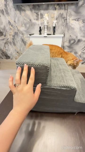Лесенка для собак и кошек!