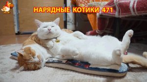 Нарядные Котики расслабляются на солнышке 🌞 🐈🐈🐈 (471)