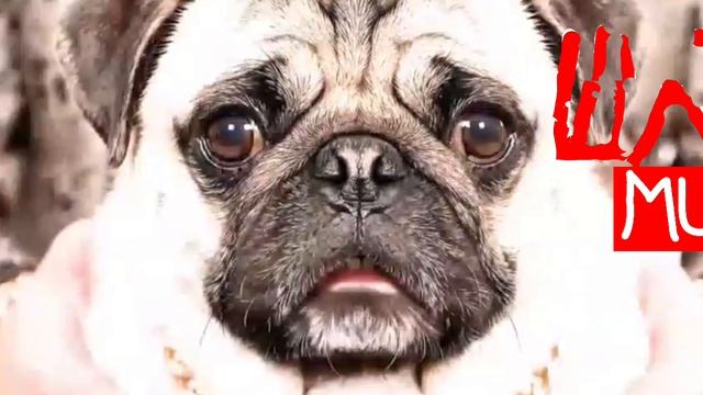 Шлёпа TV Music каналы