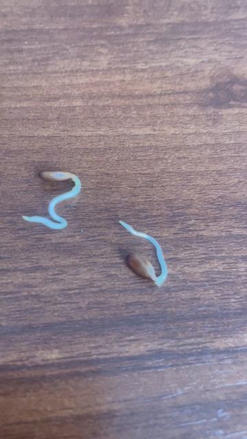 Чудеса природы