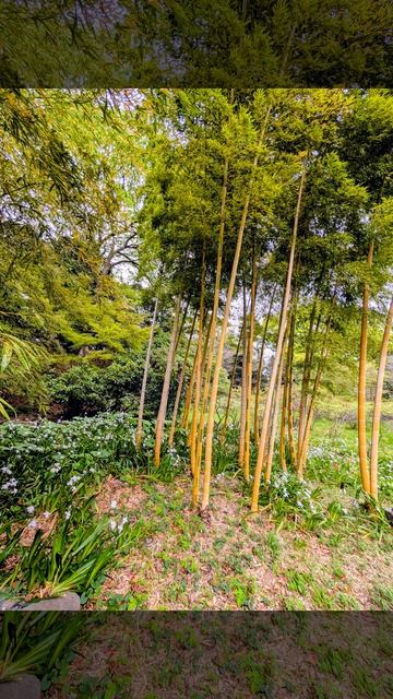 55.Поцелуи Бога на японких землях.