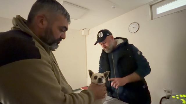 Привезли спасённого Чихуахуа в ветеринарную клинику