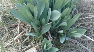 Первая зелень пошла 👍😃