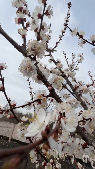 ДНР. Харцызск. Цветы у дома. 10.04.2026. Абрикос. Эпизод 7