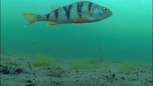 Ловля окуня. Взгляд из подольда