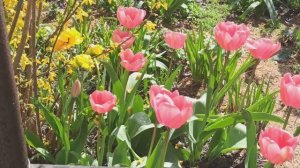 Тюльпановый рай!