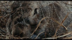 Шурале (2026) — Трейлер — Кинопоиск