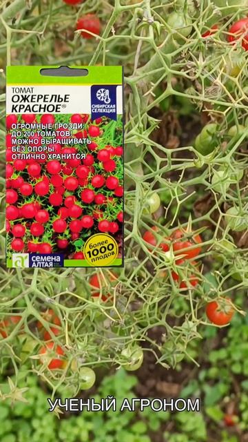 ГЛАВНЫЙ СПЕЦ ПО ТОМАТАМ