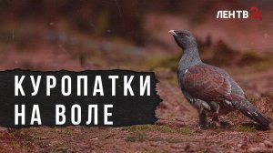 В Гатчинском округе в естественную среду обитания выпустили почти сотню серых куропаток