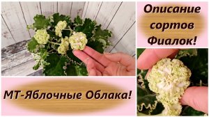 Описание сортов Фиалок! МТ-Яблочные Облака!