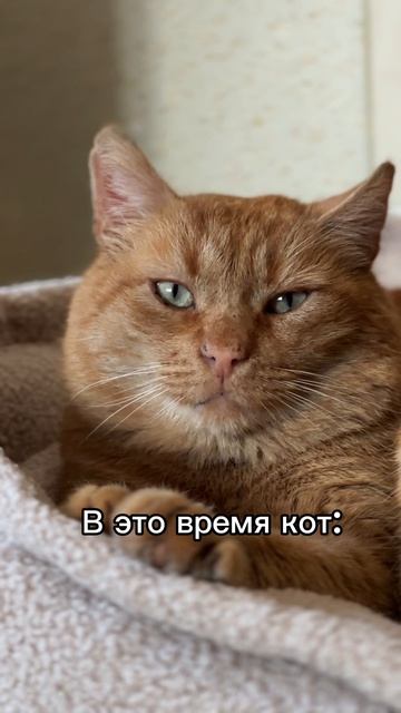 И ведь рыжик окажется правым 😂