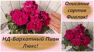 Описание сортов Фиалок! НД-Бархатный Пион Люкс!