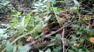 Тысячи опят в одном месте - ГРИБНОЕ ЦАРСТВО