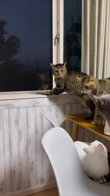 Смешные коты #117-10