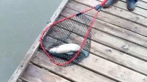 Очередные поимки Форели