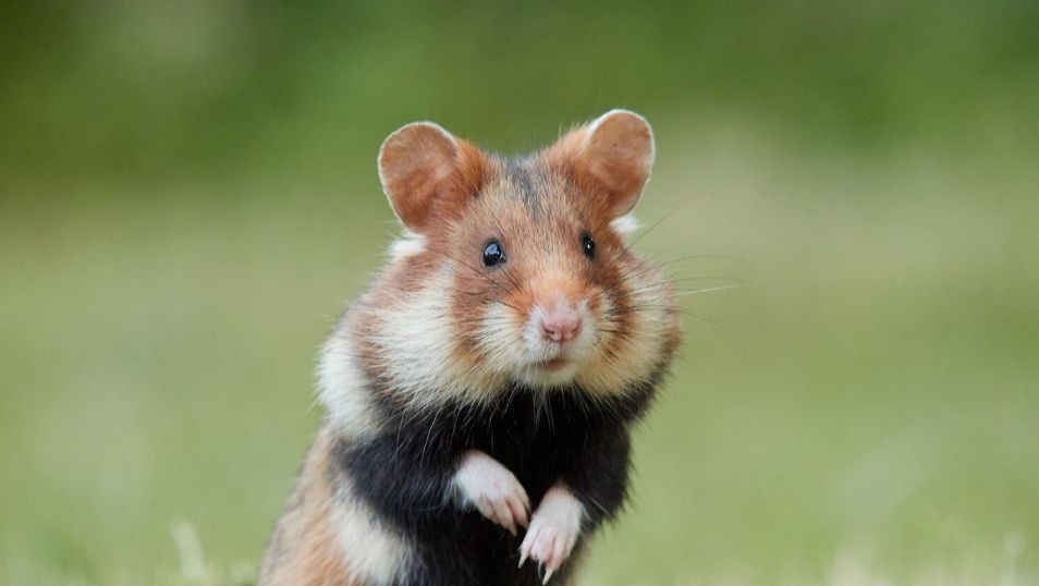 Поход хомяка 🐹