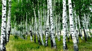 Я в весеннем лесу пил берёзовый сок.