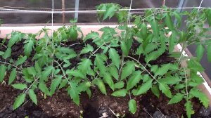 КОГДА Высаживать ТОМАТЫ В 2026 ГОДУ в теплицу и открытый грунт. Подберите СРОКИ ДЛЯ СВОЕГО РЕГИОНА