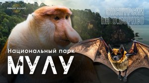 Туры на остров Борнео: Национальный парк Мулу