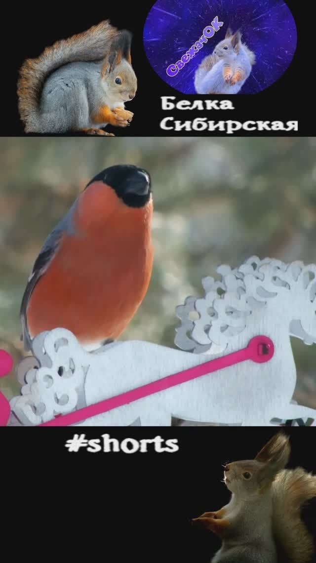 Снегири на кормушках