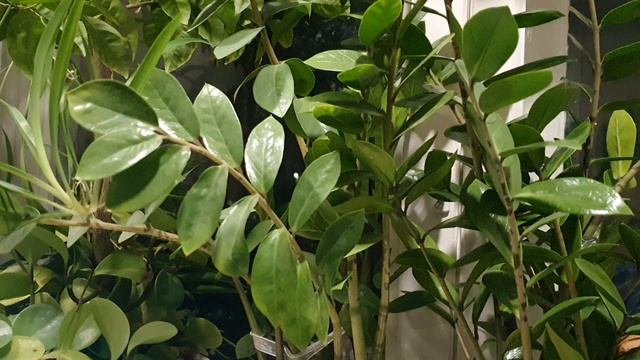 Давно я в мире...