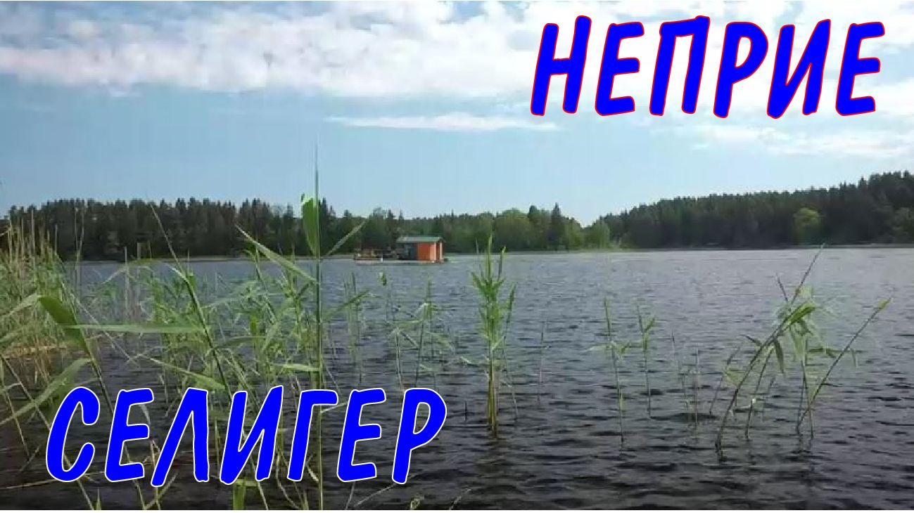 Селигер - жемчужина нашего ближнего Севера! Деревня Неприе. Июнь 2023 года.